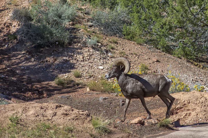 Hiking Companion2.jpg