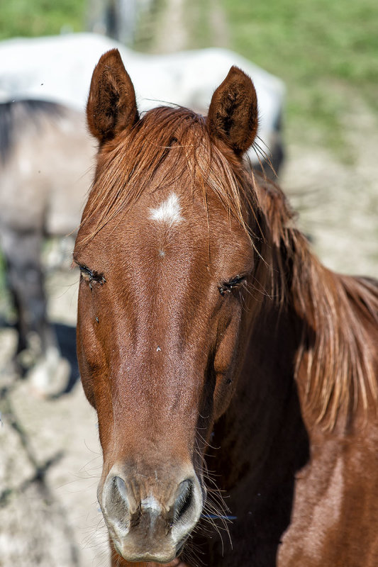 Friendly mare.jpg