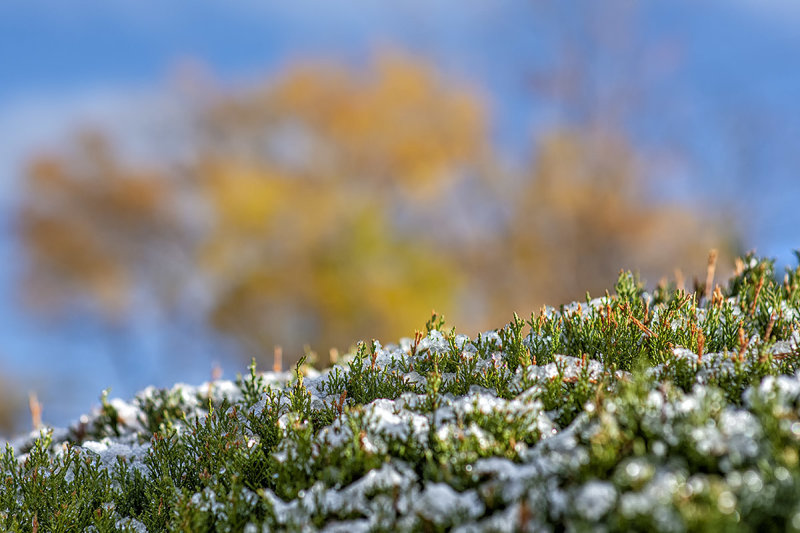 Snow on Juniper.jpg