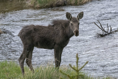Yearling moose.jpg