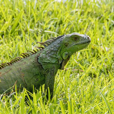 Green iguana.jpg