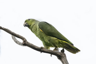 Scaly-naped Parrot.jpg