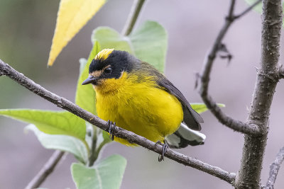 Yellow-crowned Redstart.jpg