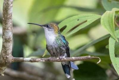 Crowned Woodnymph female.jpg