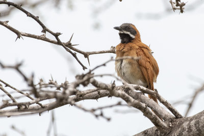 White-whiskered Spinetail.jpg