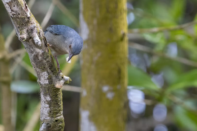 Bicolored Conebill.jpg