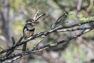 Russet-throated Puffbird.jpg