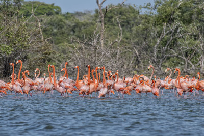 American Flamingos.jpg