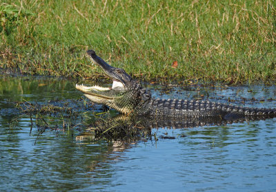 10_marsh- Alligator