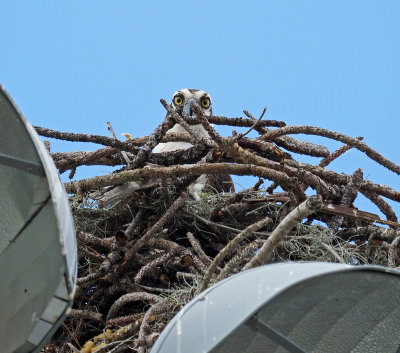 eagle_lake -Here's Looking at you- Osprey