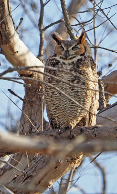 fort_desoto - Horned Owl - Heavily cropped