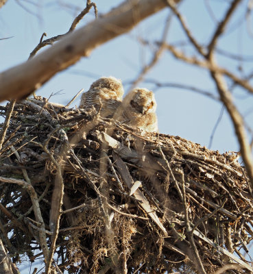 fort_desoto - Baby Owls