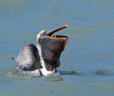 jetty - Pelican with Fish