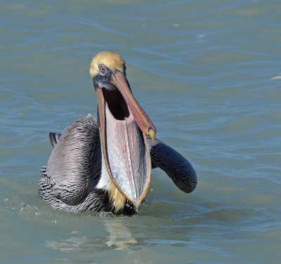jetty- Brown Pelican