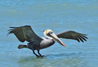 jetty - Brown Pelican Landing