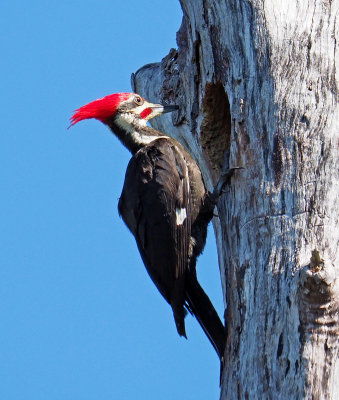 shipley_trail1- Piliated woodpecker