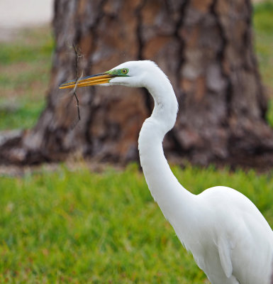 venice_rookery- Egret with nesting material