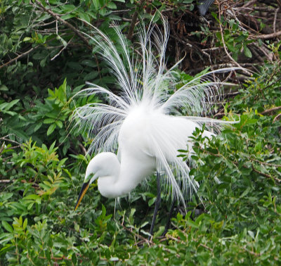 venice_rookery- Snowy Egret Displaying