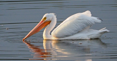 dingdarling-White Pelican