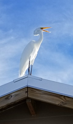 Sanibel - Egret on roof