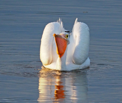 dingdarling- Pelican bunched up