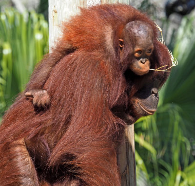 tampa_zoo Parent and child