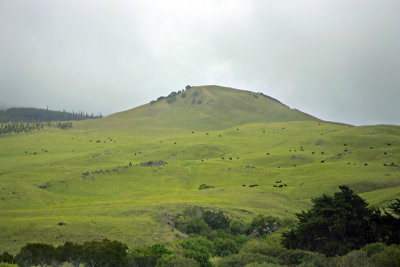 Cattle ranch in Waimea