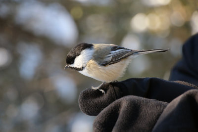 Friendly chickadee