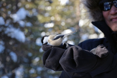 Friendly chickadee