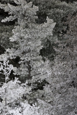 Frosted trees