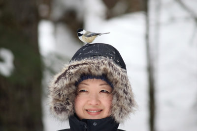 Friendly chickadee