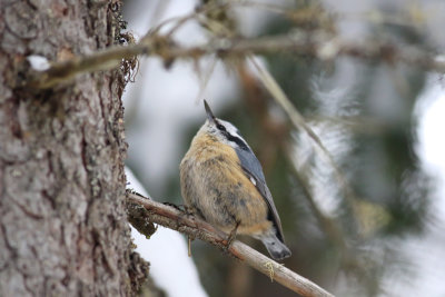 Red breasted nuthatch