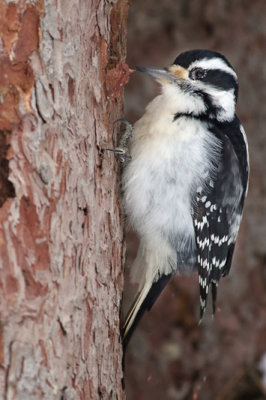Downy woodpecker