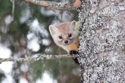 Peek-a-boo