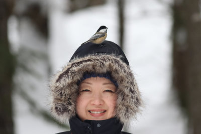 Friendly chickadee