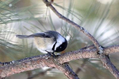 Chickadee