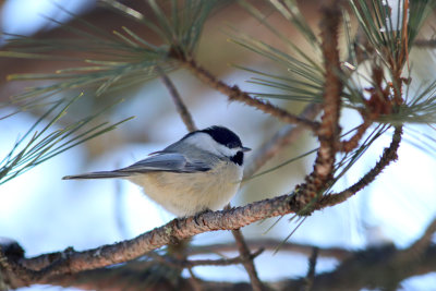 Chickadee