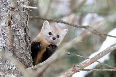 Pine marten
