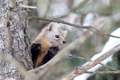 Pine marten