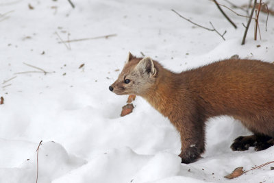 Pine marten