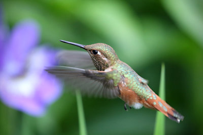 Hummingbird in flight