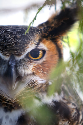 Horned owl through the trees