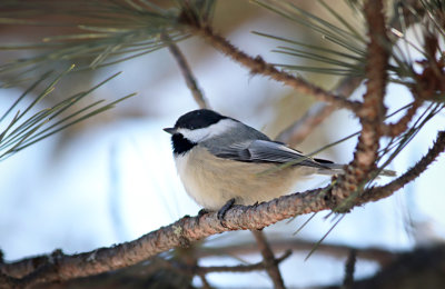 Chickadee