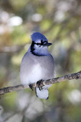 Blue jay