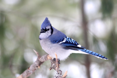 Blue jay