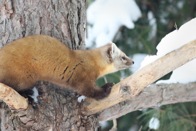 Pine marten