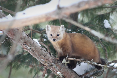 Pine marten