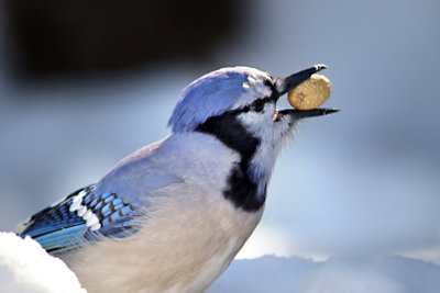 Blue jay
