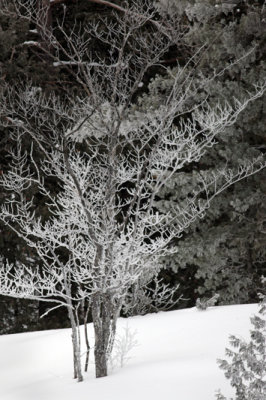 Frosted trees