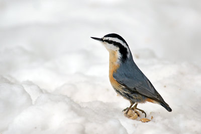 Red breasted nuthatch